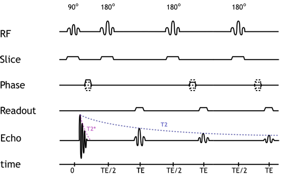 Fast spin echo pulse diagram