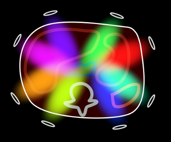 Phased-Array Coil